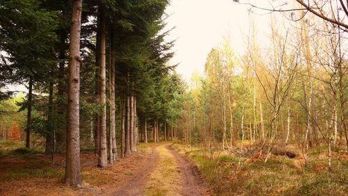 Dirt road amidst trees in forest