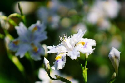 Close-up of white flowers blooming outdoors