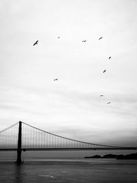 View of birds flying over bridge against sky