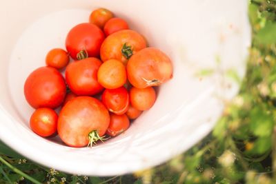 High angle view of tomatoes in container