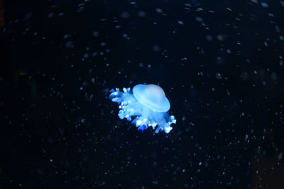 Close-up of jellyfish swimming in sea