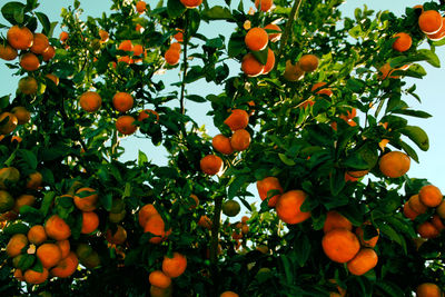 Low angle view of orange tree