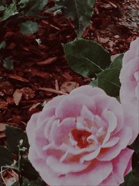 Close-up of pink rose
