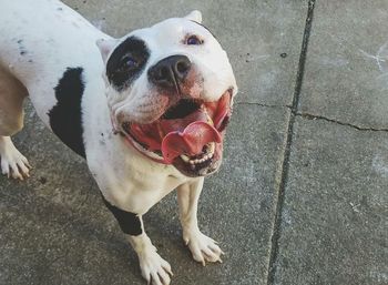 High angle portrait of dog standing outdoors