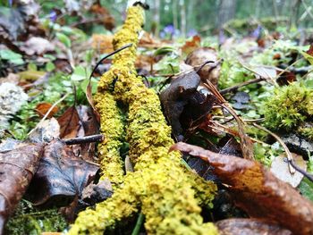 Close-up of moss on tree trunk