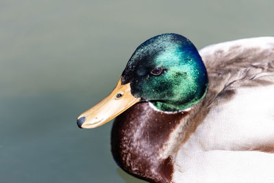 bird