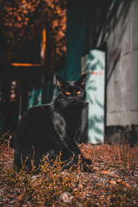 Portrait of a black cat