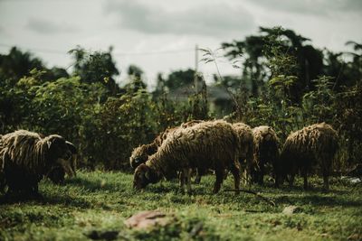 Sheep grazing on field