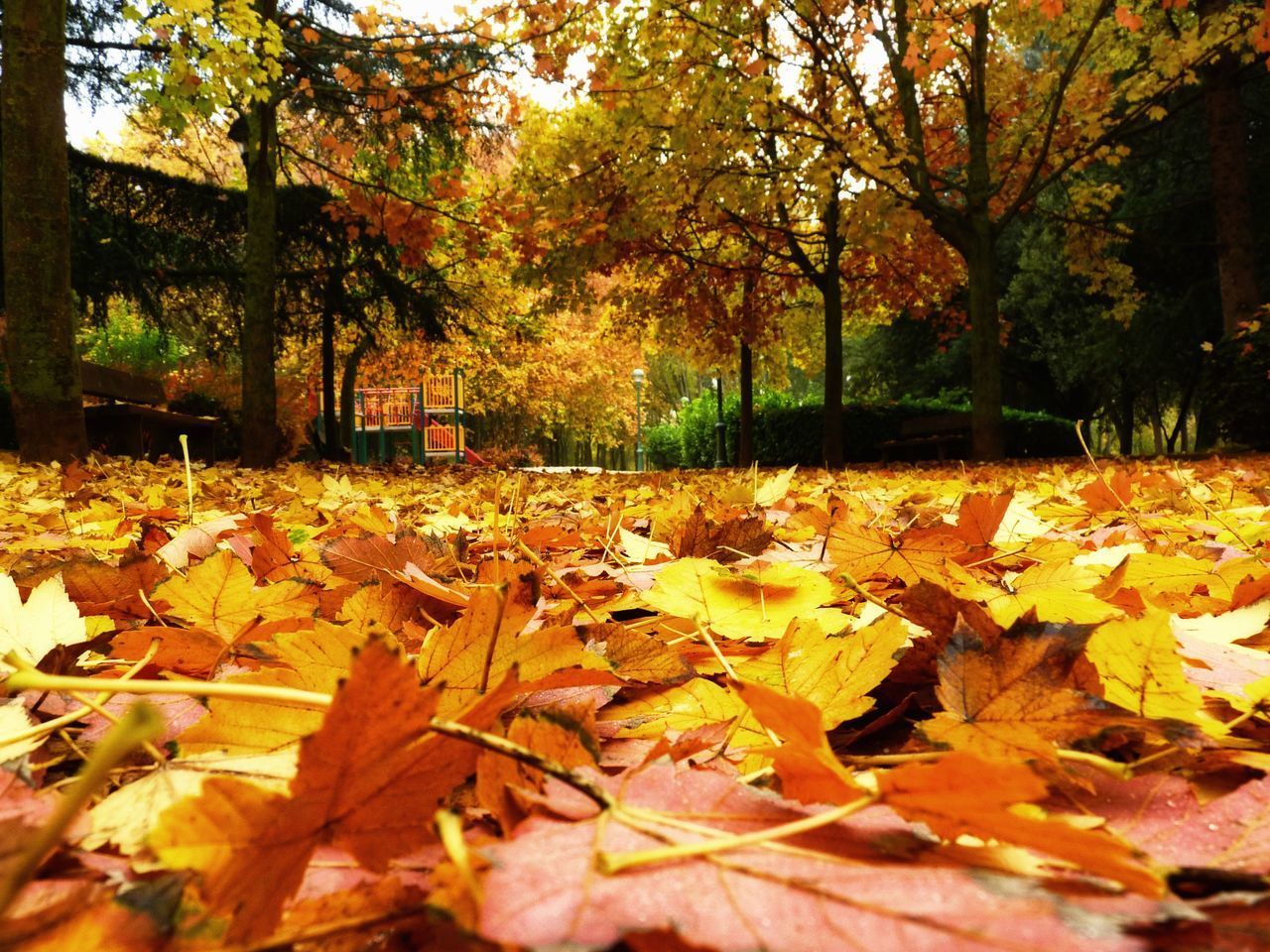 AUTUMN LEAVES FALLEN ON GROUND