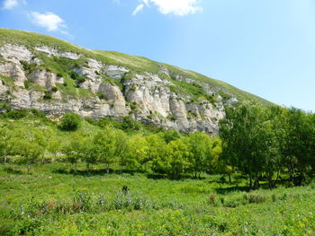 Scenic view of trees on field against sky