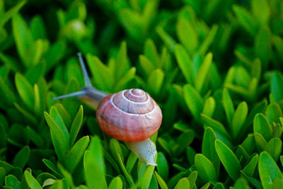 Close-up of snail on plant