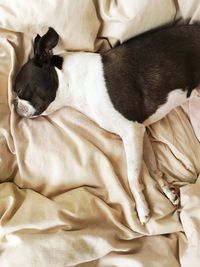 Close-up of dog relaxing on bed