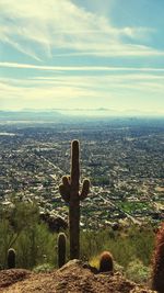 Cactus growing on landscape against sky