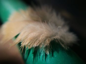 Close-up of hand holding feather