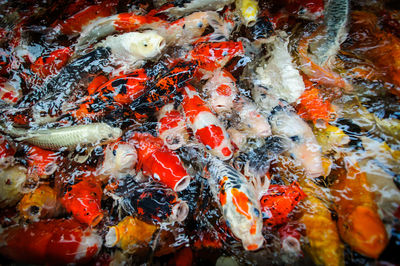 High angle view of koi carps swimming in lake