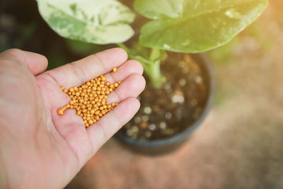 Close-up of hand holding leaf