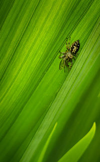 Close-up of insect on leaf