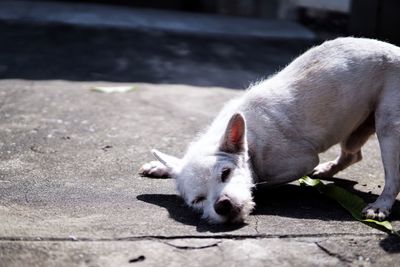 View of a dog on footpath