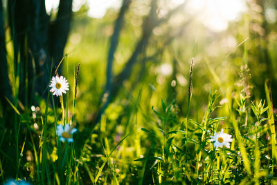 Close-up of flowering plants on field