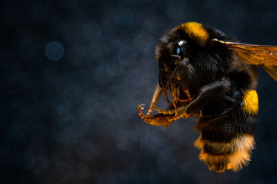 Close-up of bee on flower