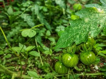 Close-up of berries growing on plant