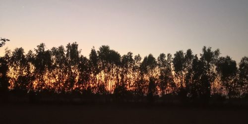 Silhouette trees in forest against sky during sunset