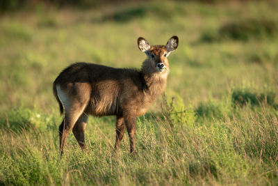 Animal standing on land in forest