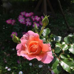 Close-up of pink flower