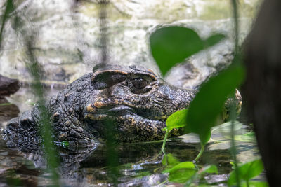 Close-up of turtle swimming in lake