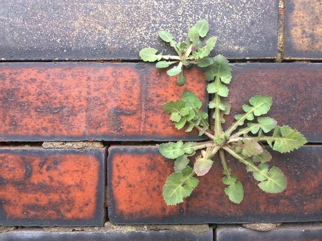 leaf, plant, growth, wall - building feature, green color, wall, potted plant, built structure, close-up, ivy, nature, growing, freshness, fragility, flower, brick wall, architecture, day, no people, outdoors