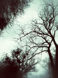 Low angle view of bare trees against sky