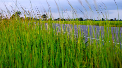 Close-up of plants growing on field against sky