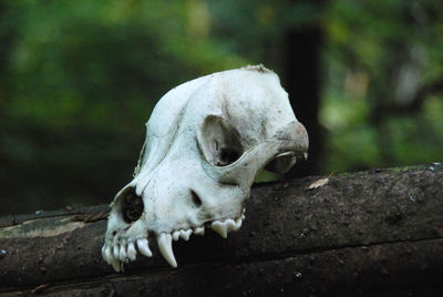 Close-up of animal skull