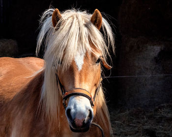 Close-up of a horse