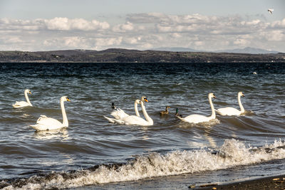 Swans swimming in lake against sky