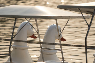 White birds on railing