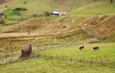 High angle view of cows on field