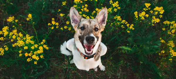 Portrait of a dog