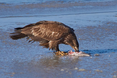 Mallard duck in lake