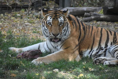 Close-up of tiger relaxing on grass