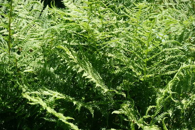 Full frame shot of green leaves