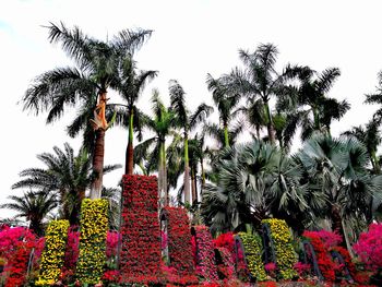 Low angle view of flowering plants against sky