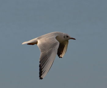 Low angle view of seagull flying in sky