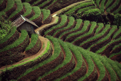 High angle view of agricultural field