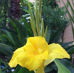 Close-up of yellow flower