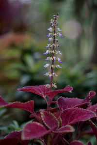 Close-up of pink flowering plant