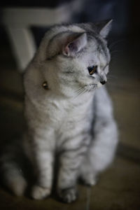 Close-up of a cat looking away