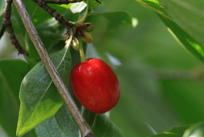 Close-up of cherries growing on plant