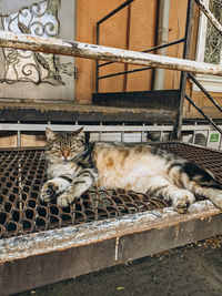 Cat sleeping in zoo