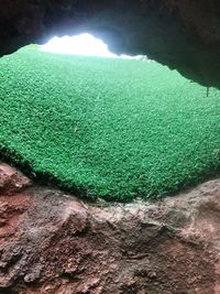 High angle view of fresh green field against sky